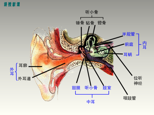 传统听觉理论或有误,人耳结构图待更新